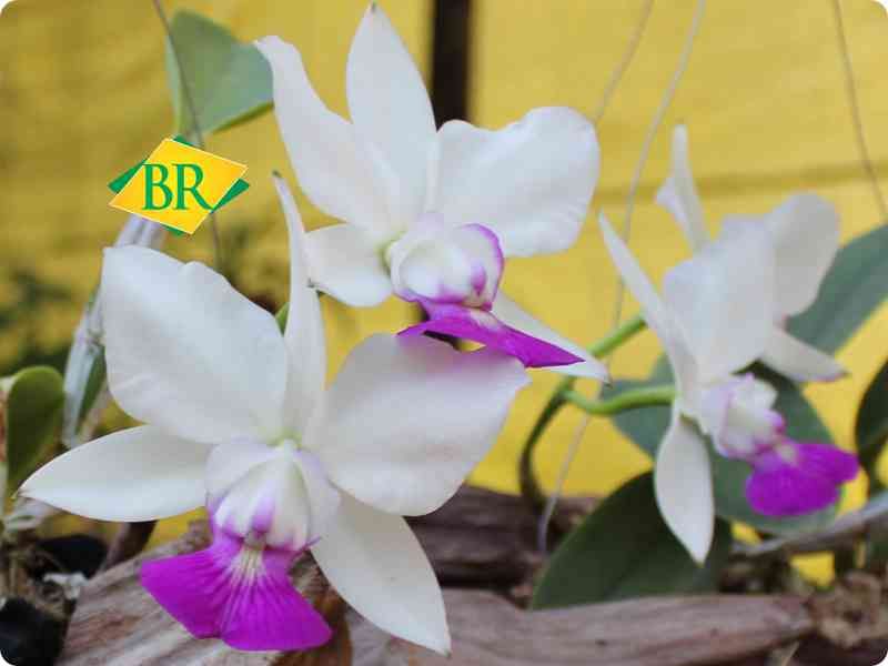 BR Orquídea
