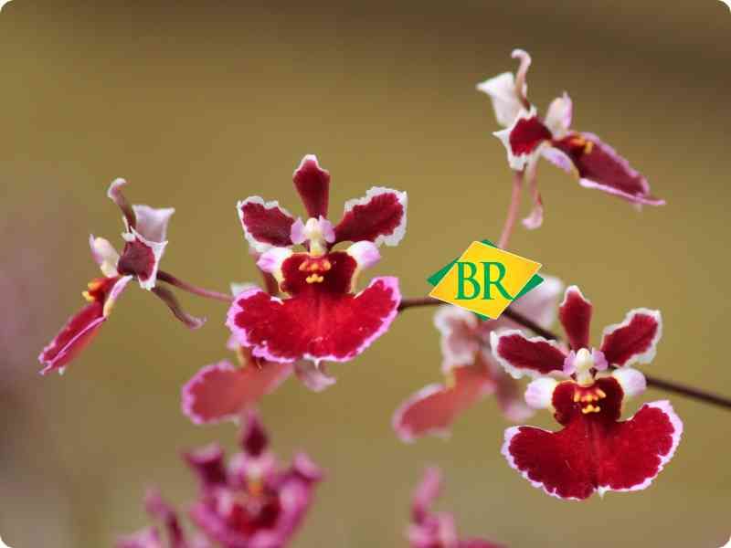 BR Orquídea