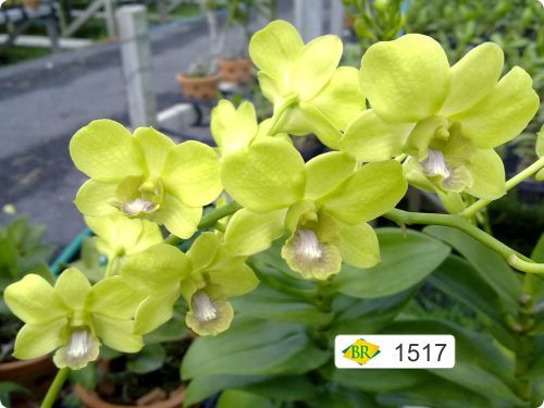 BR Orquídea